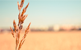 找一个轰炸电话